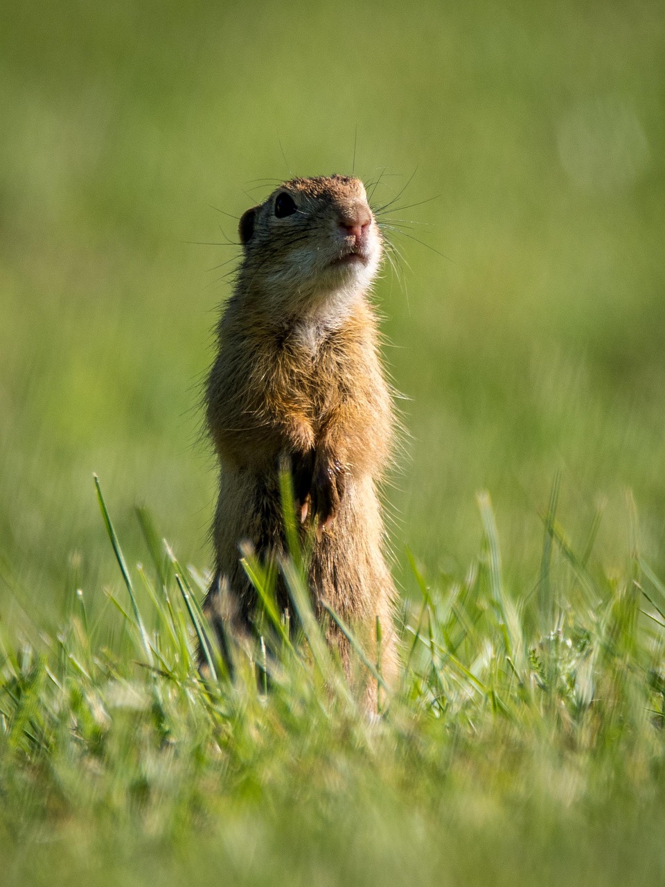 squirrel, rodent, animal, spermophilus citellus, gopher, mammal, nature, small, zoology, fur, meadow, standing, squirrel, squirrel, squirrel, squirrel, squirrel, gopher, gopher, gopher